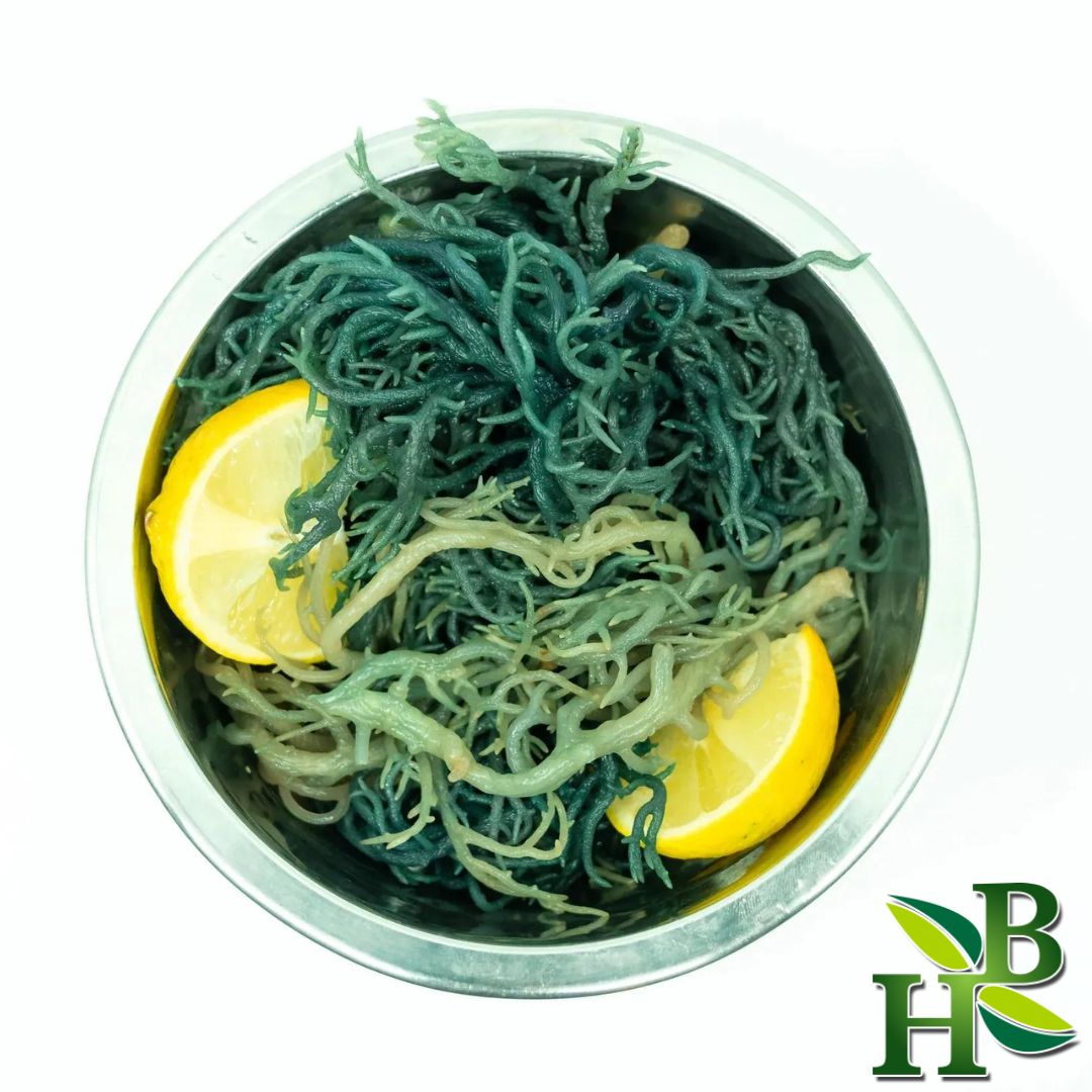 Green Irish Sea Moss Wildcrafted