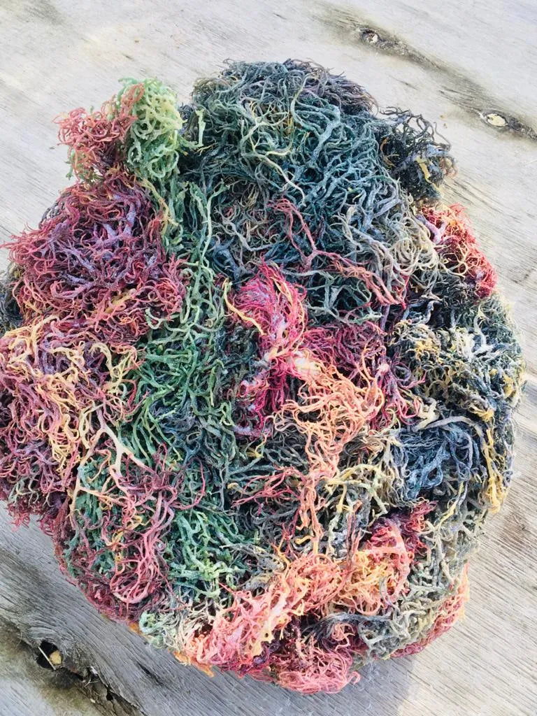 Multi-Color Irish Sea Moss | Premium Quality St Lucia