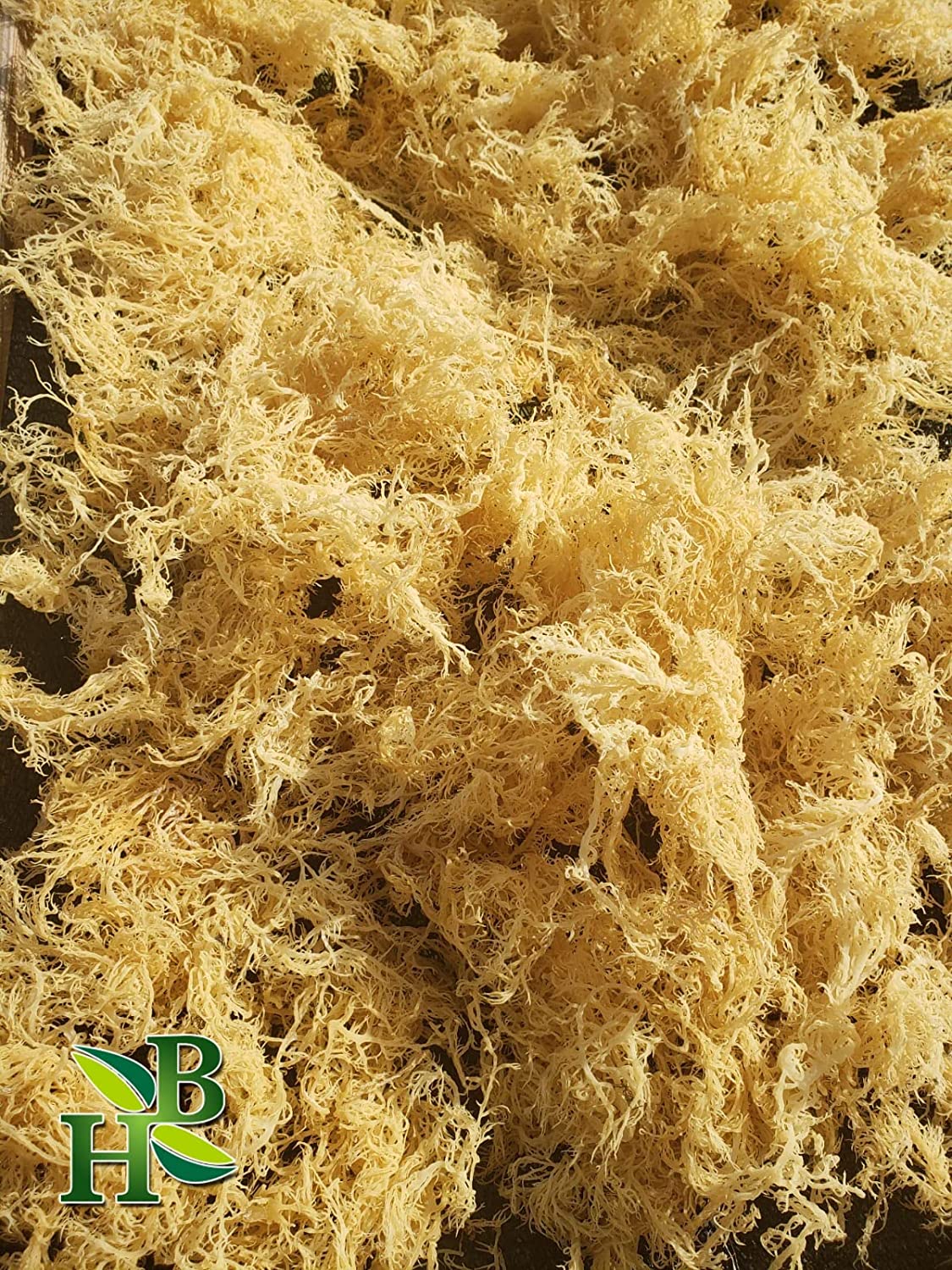Gold Irish Sea Moss | Wildcrafted