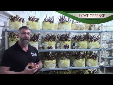 Reishi Powder